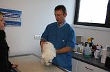 AUSCULTATION 044